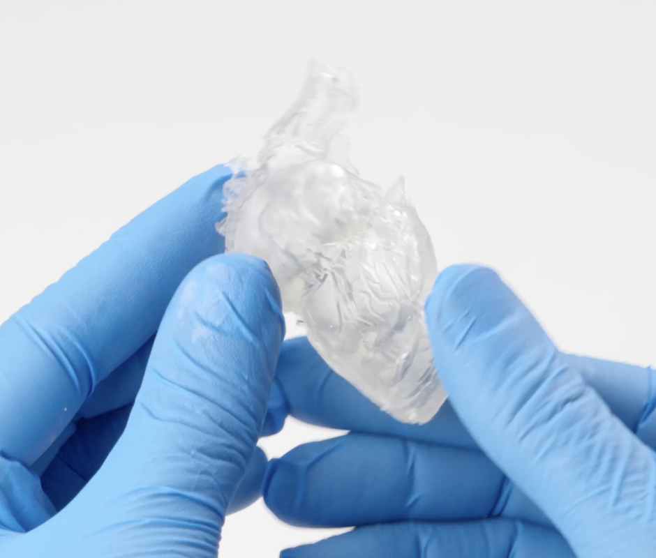 Anatomical model of a heart printed in BioMed Elastic 50A Resin. 